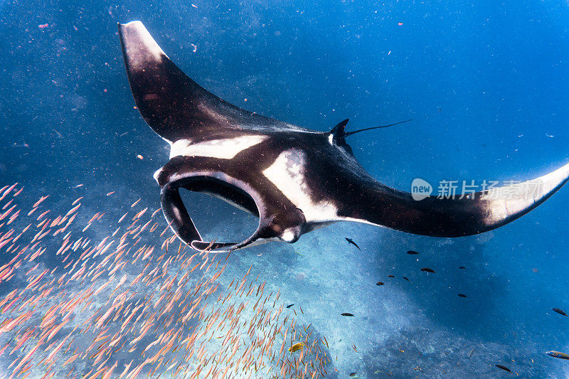 远洋蝠鲼(Manta birostris)游过清洁站。在世界自然保护联盟的红色名单中，这些优雅的动物正在成为野外罕见的景象。